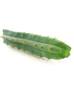 Bolivian Torch (Echinopsis Lageniformis)