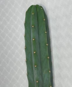San Pedro Cactus 'Echinopsis pachanoi'