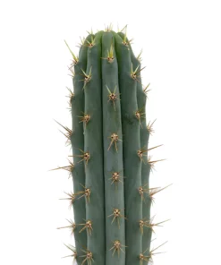 Peruvian Torch Cactus | Trichocereus peruvianus | Echinopsis peruviana 