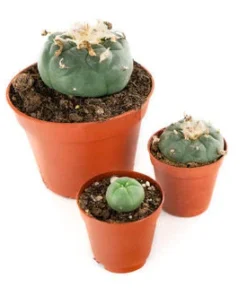 PEYOTE (LOPHOPHORA WILLIAMSII)
