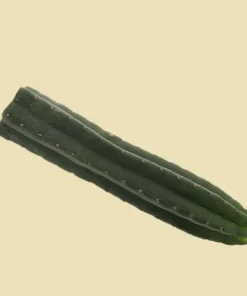 San Pedro Cutting Pachanoi (Trichocereus) 25 - 35 cm
