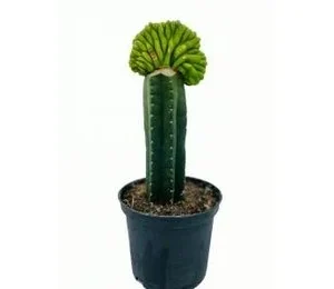 San Pedro Cristate Lime small - Trichocereus Pachanoi