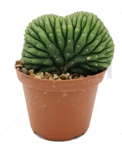 Trichocereus pachanoi - cristata (San Pedro) In soil - Small