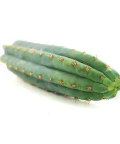 San Pedro Cutting Macrogona (Trichocereus) 25 - 35 cm