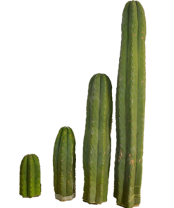 San Pedro Cutting Peruvianus (Trichocereus) 25 - 35 CM