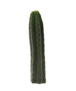 San Pedro Cutting Pachanoi (Trichocereus) 35 - 45 cm
