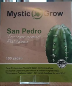 San Pedro seeds (Trichocereus Pachanoi)