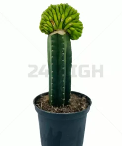 San Pedro Cristata Lime - Trichocereus Pachanoi