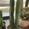 san pedro cactus for sale